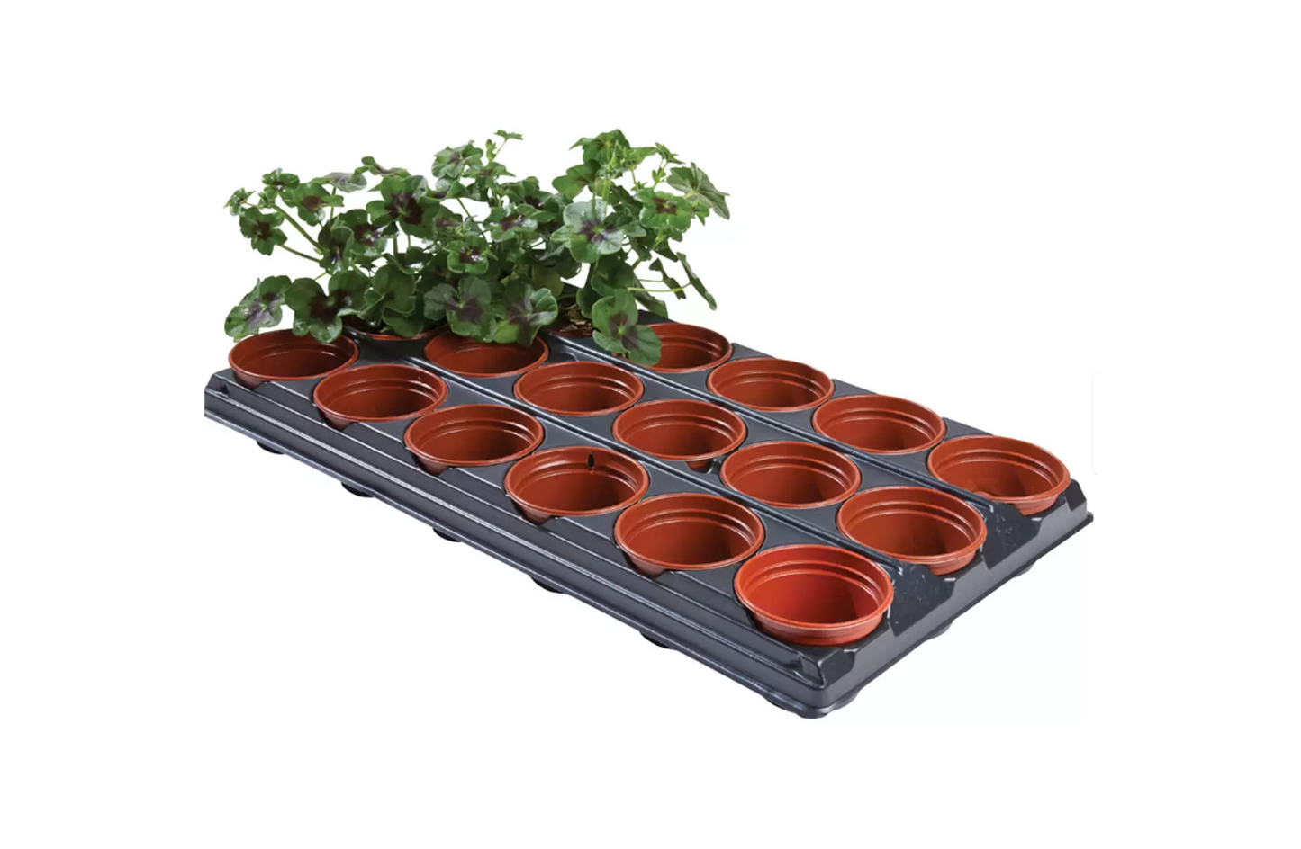 Putting on Pots | 18 pack | 9cm